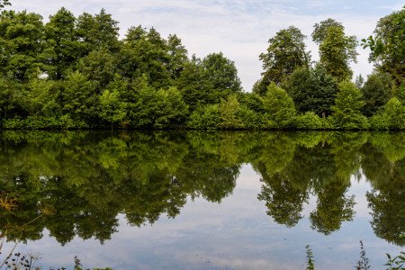 eau et arbres