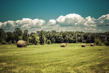 champ en été